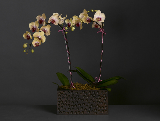 Yellow Phalaenopsis Orchid Planter