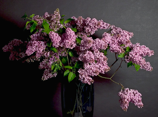 Lilacs for Mom