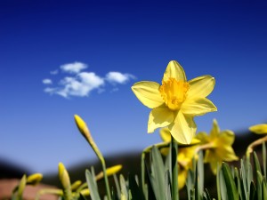 Daffodil_Days_1600