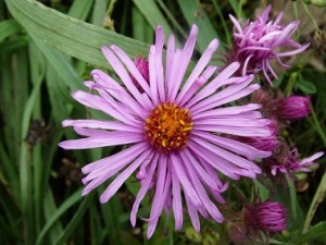 aster leaves