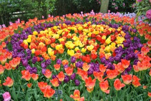 tulipsss