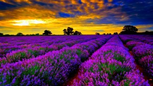 Beautiful-Lavender-Fields-Of-France (2)