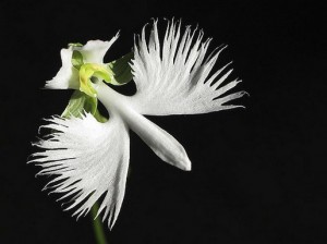 White Egret Orchid picture