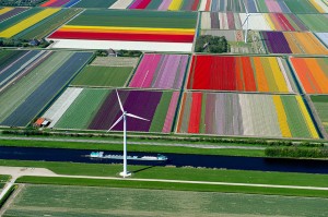 tulip-fields-netherlands-birds-eye-view