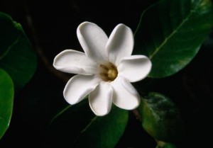 Hawaiian Gardenia 01