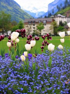 Tulips in Interlaken, Switzerland.
