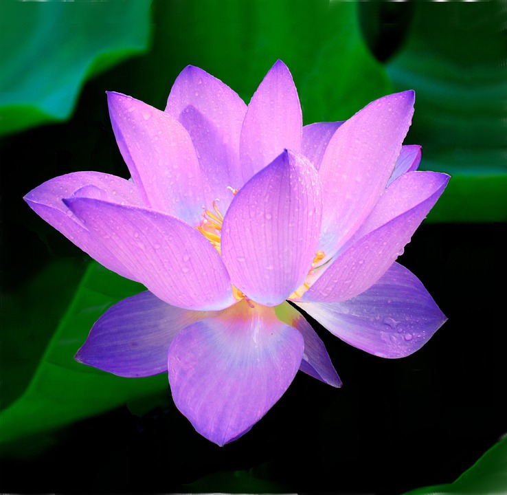 The-Lotus-was-used-for-burial-rituals-in-ancient-Egypt