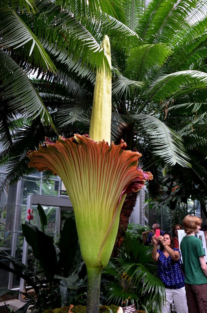 The-largest-flower-in-the-world-is-15-feet-high
