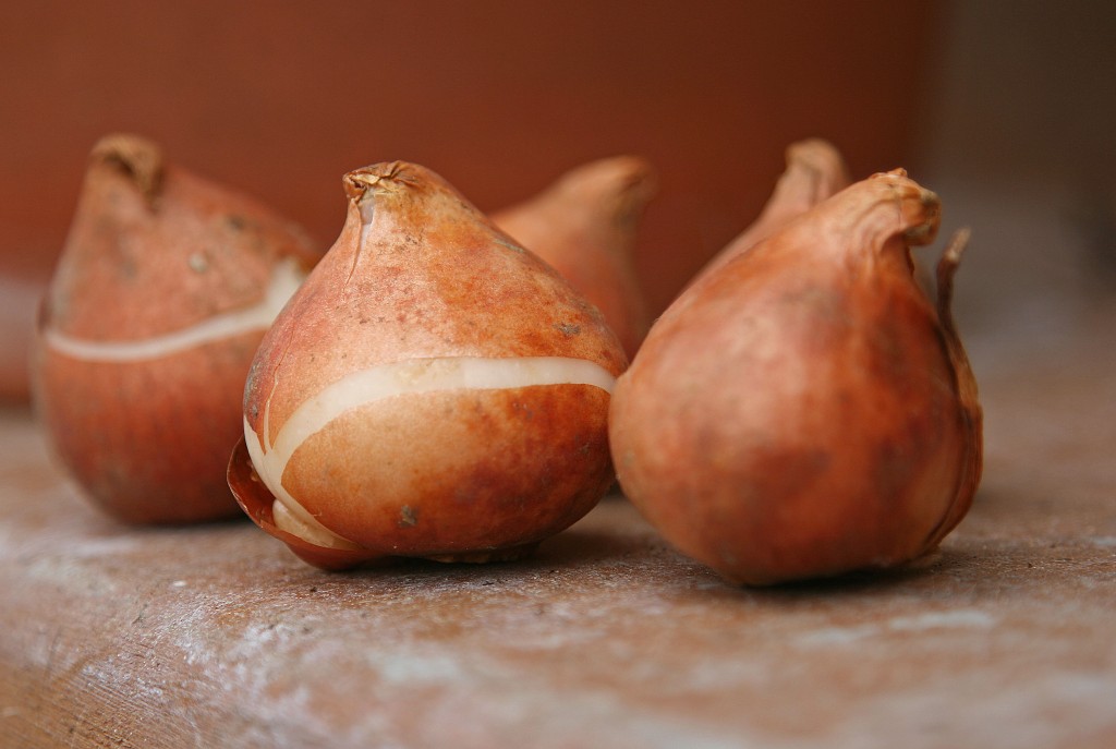 Tulip-bulbs-can-be-substituted-for-onions-in-recipes
