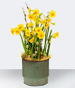 Daffodil Dream - Flower Arrangement 