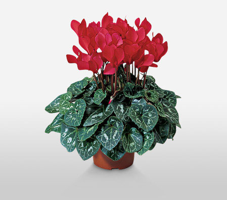 Red Flowering Plant