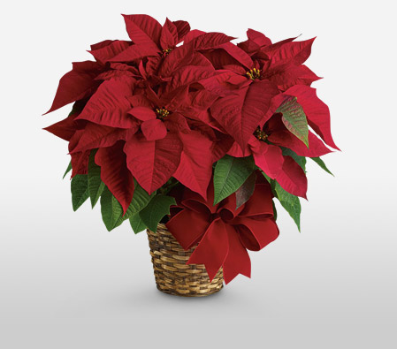 Red Poinsettia <br><span>Sale 50% off</span>