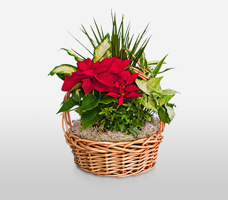 Poinsettia In A Basket