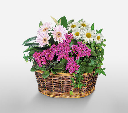 Continental Plants Basket