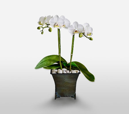 Orquidea Branca - Phalaenopsis Orchid Plant