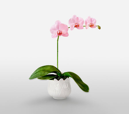Salmon Glow-Pink,Orchid,Arrangement,Plant