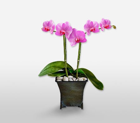 Purple Extravagance-Pink,Orchid,Arrangement,Plant