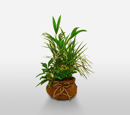 Assorted Little Plants-Green,Arrangement,Plant