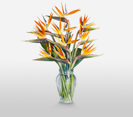 Fashion Couture <Br><span>Complimentary Clear Vase </span>