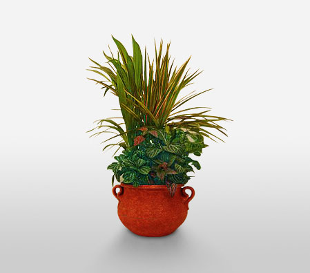 Lush Vagary-Green,Plant