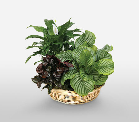 Exquisite Extravagance-Green,Plant