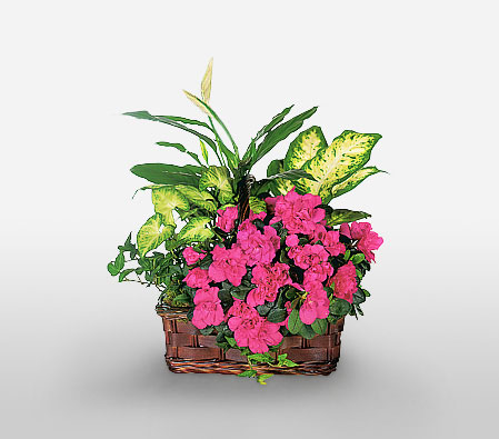 Brightness Forever-Green,Pink,Mixed Flower,Arrangement,Basket,Plant