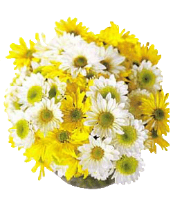 Daisies For You