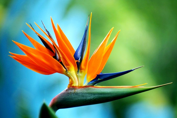 10 Must-See Exotic Flowers From The World - All About Flowers – Our ...