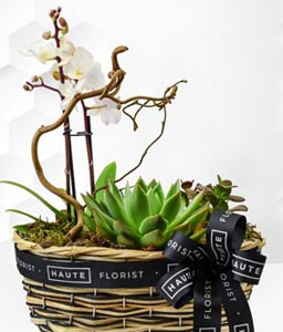 Orchid and Succulents Plant