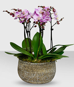 Phalaenopsis Pink Orchid Plant