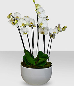 Phalaenopsis Orchid White Plant