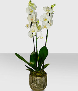Doubled Stemmed White Orchid Plant