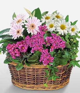 Continental Plants Basket
