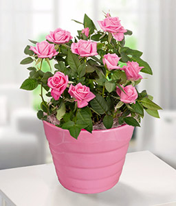 Pink Rose in a pot