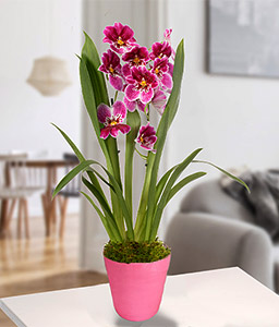 Inca Orchid in a pot