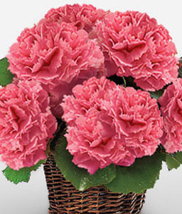 Lovers Art - Pink Carnation Basket