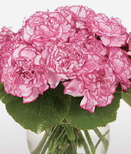 Blushing Carnations