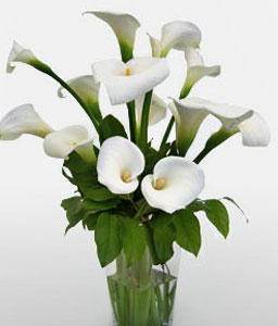 Serene White Lilies