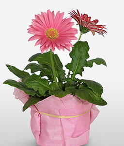 Pink Gerberas Plant