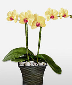 Yellow Orchids Plant
