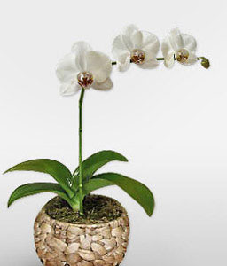 White Dream - Phalaenopsis Orchid Plant