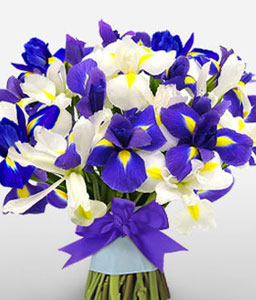 Ocean Shine - Blue & White Iris