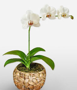 Vision In White - Orchid Plant