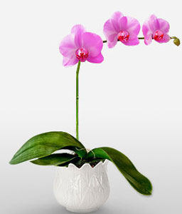 Empathy - Phalaenopsis Orchid Plant