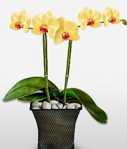 Phalaenopsis Yellow Orchids