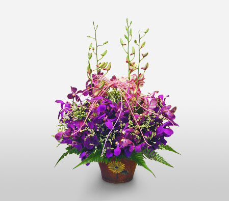 Purple Orchid Basket-Lavender,Pink,Purple,Violet,Orchid,Arrangement