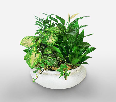 Greenbelt-Green,Plant