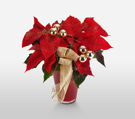 Red Poinsettia <span>Xmas Special - Free Ruby Vase</span>