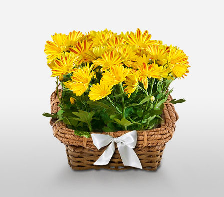 Potted Chrysanthemum-Green,Yellow,Chrysanthemum,Basket,Plant