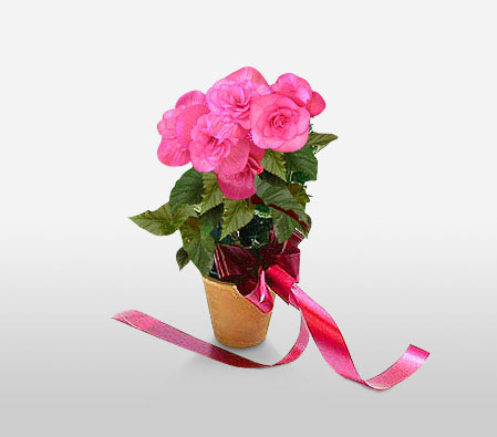 Pink Flowering Plant-Pink,Plant